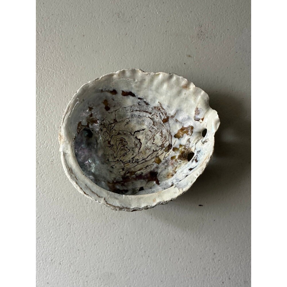 Oyster Shell Costal Jewelry Catchall Iridescent Mother of Pearl Trinket Dish